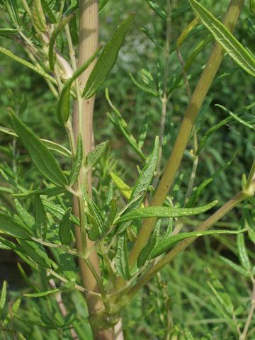 Pianta da determinare - Thalictrum sp.