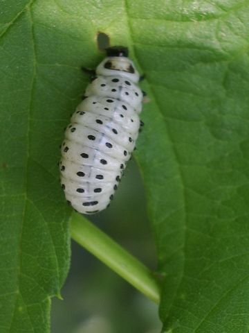 Larva di Chrysomela populi