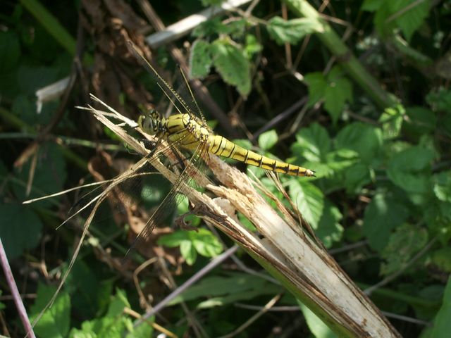 Orthetrum cancellatum (Odonata, Libellulidae)