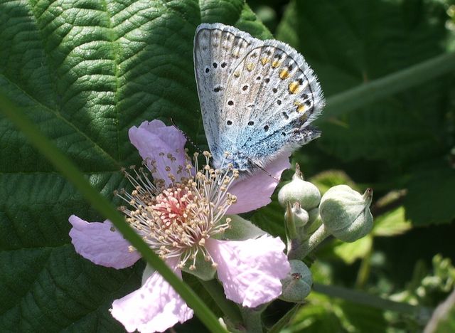 Everes argiades e Polyommatus icarus