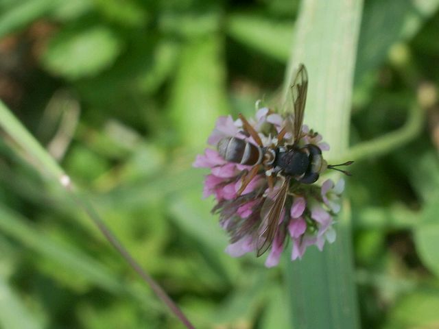 Oxythyrea funesta