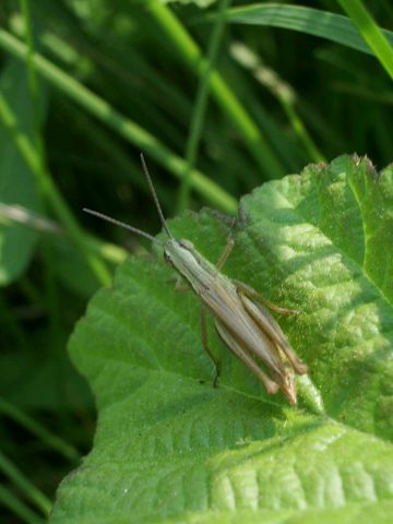 Ortotteri: Euchorthippus declivus e Omocestus rufipes