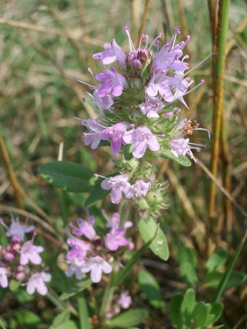 Fiorellini rosa chiaro da identificare - Thymus sp
