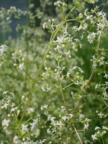 Fiorellini bianchi da determinare - Galium sp.