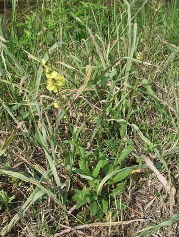 verbascum da identificare