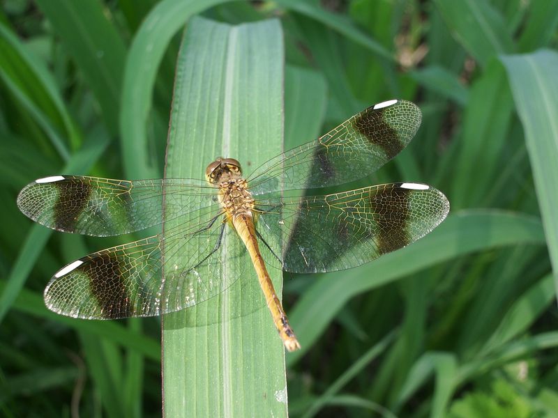 Sympetrum pedemontanum