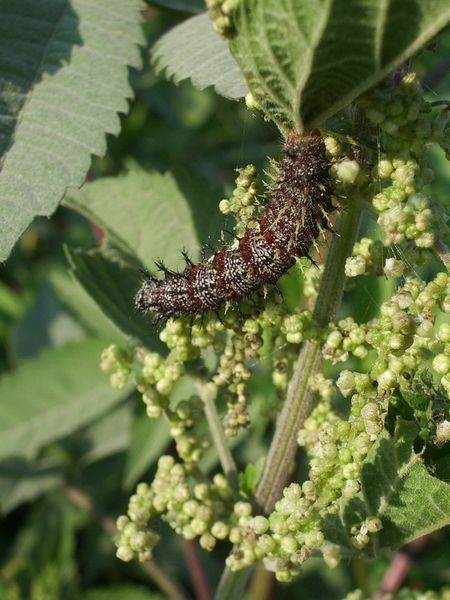 Bruco di Vanessa atalanta