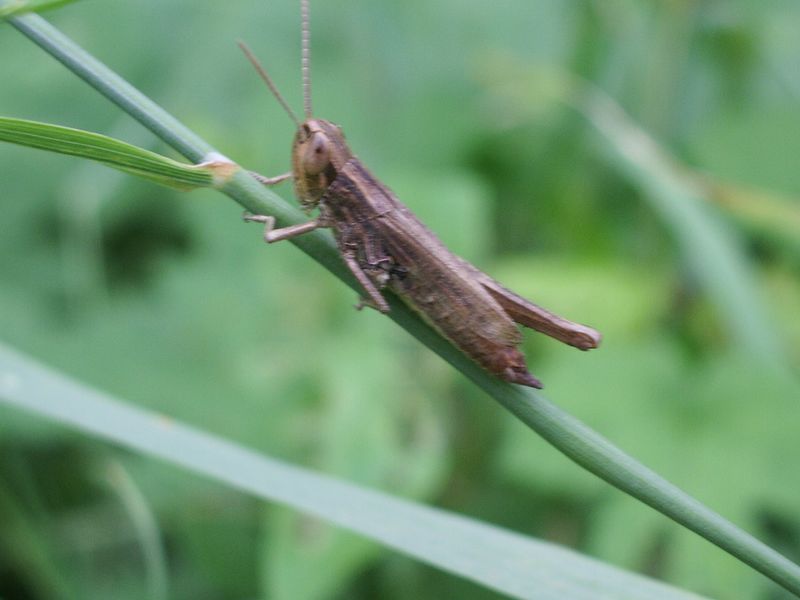 Pezotettix giornae e Euchorthippus declivus