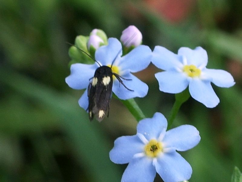 Dovrebbe essere un coleottero da identificare