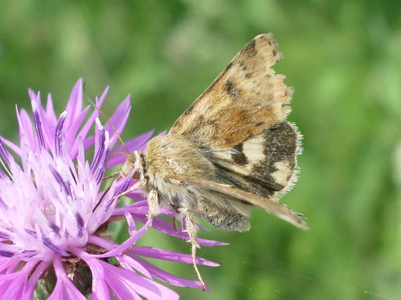 Heliothis viriplaca