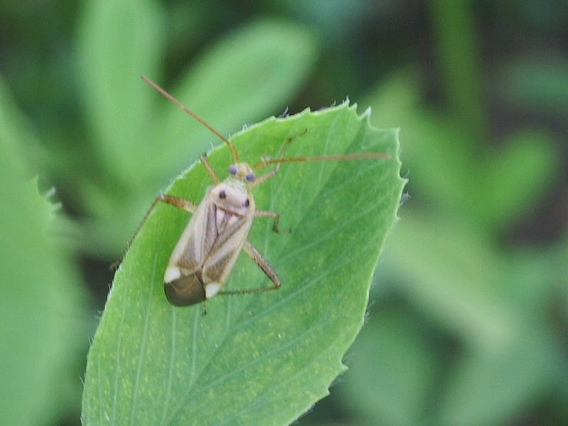 Un Adelphocoris (Miridae)