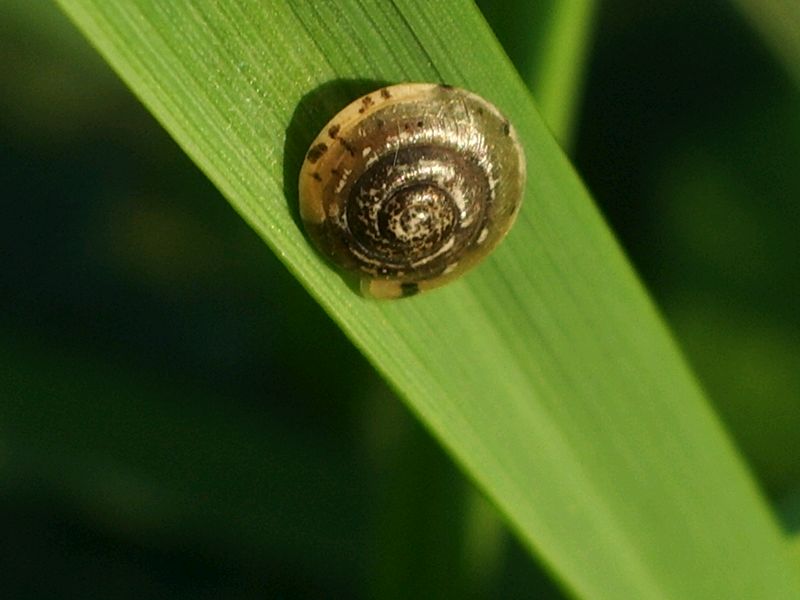 Chiocciolina da identificare