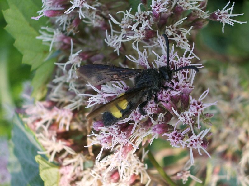 Scolia hirta della campagna cremasca