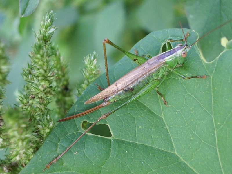 Conocephalus discolor (Conocephalidae)