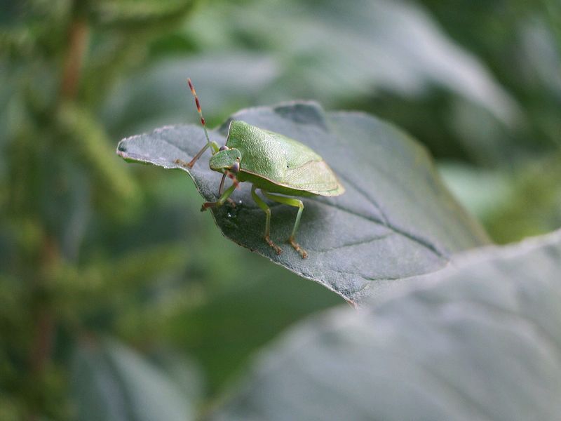 Heteroptera da determinare: Nezara adulta