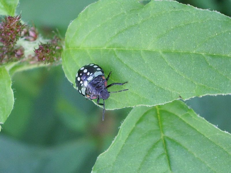 Heteroptera da identificare: giovani di Nezara