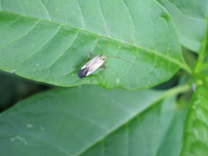 Conferma di  Adelphocoris lineolatus
