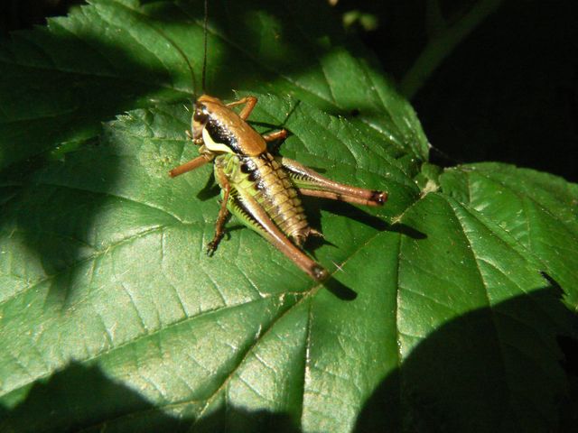 Ortotteri