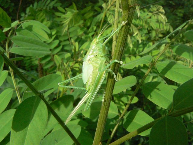 neanide di Tettigonia sp.