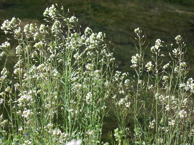 Arabidopsis thaliana / Arabetta comune