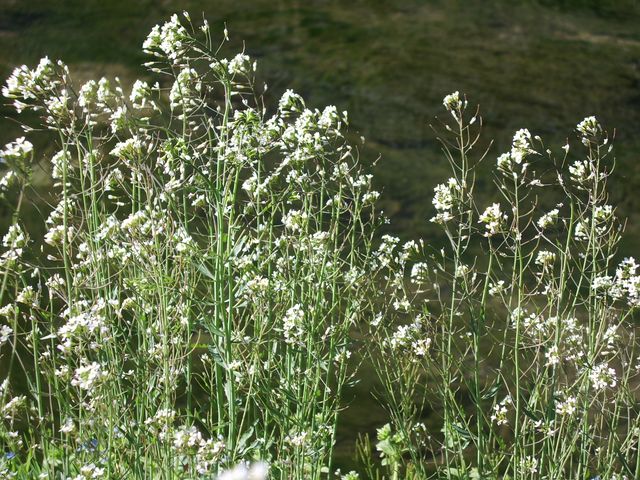 Arabidopsis thaliana / Arabetta comune