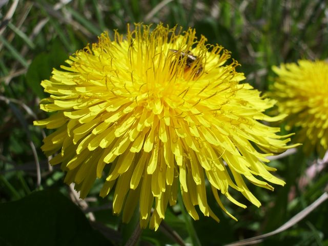 Taraxacum Officinale  ?