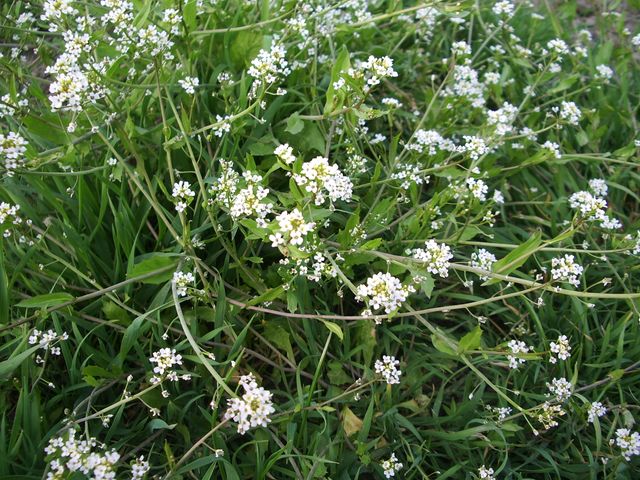 Calepina irregularis / Miagro rostellato