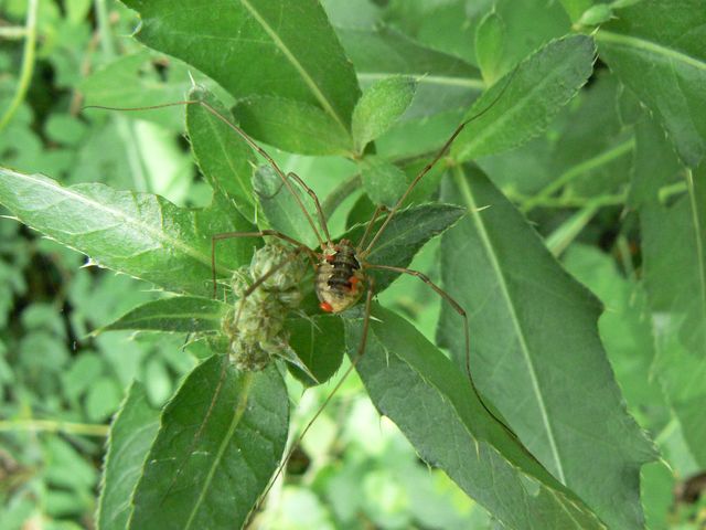 Mitopus morio - Opilionide ? (senza dati)