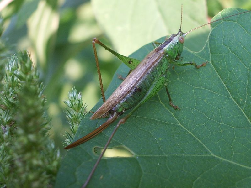 Conocephalus discolor (Conocephalidae)