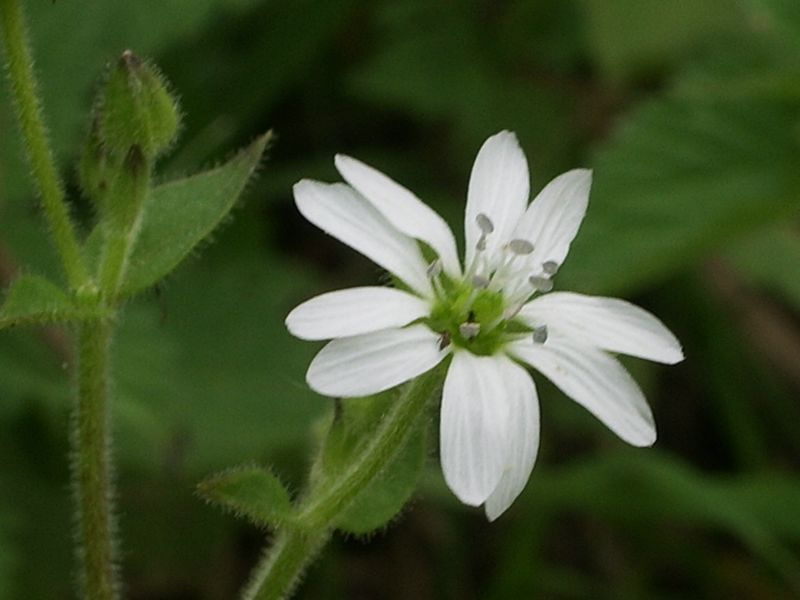 Fiorellini bianchi da identificare - Stellaria cfr. media