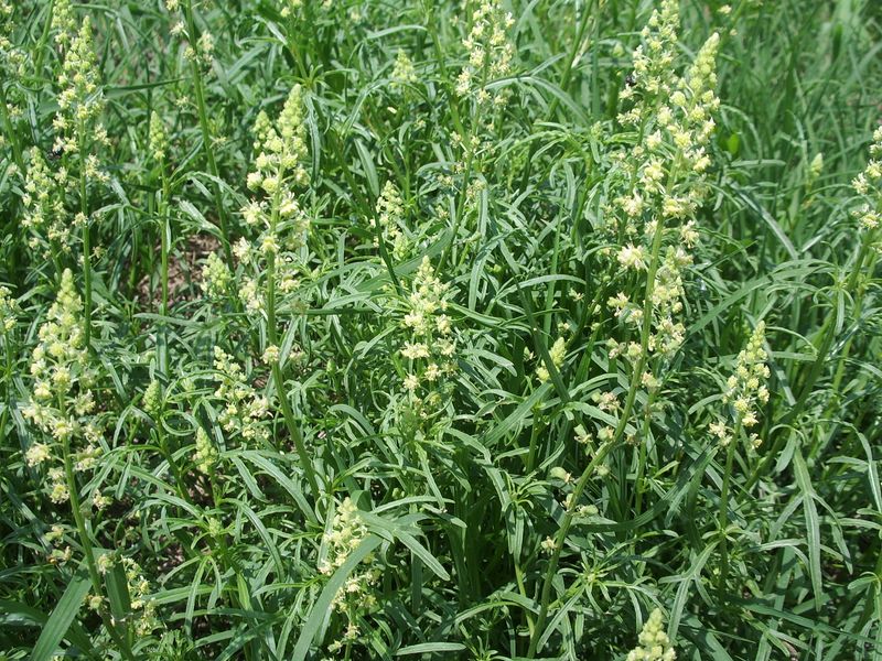 Reseda lutea / Reseda comune