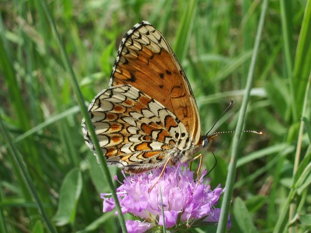 Melitaea phoebe
