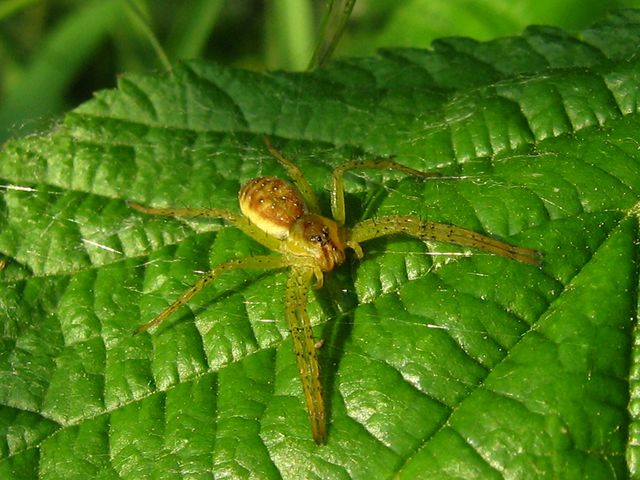 Araniella, Philaeus, Dolomeses, Araneus