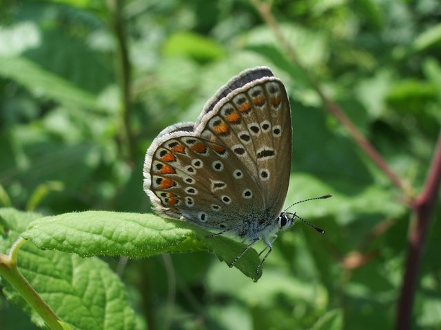 Everes argiades e Polyommatus icarus