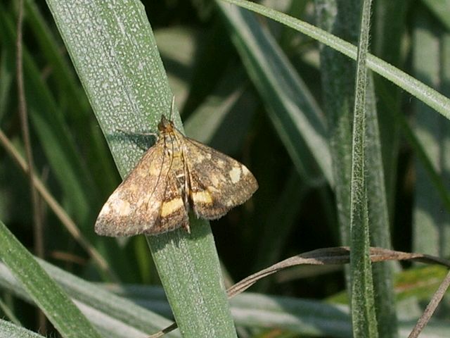 Pyrausta aurata