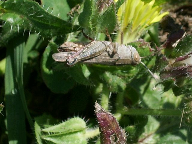 ortottero da determinare: Calliptamus sp. (Acrididae)