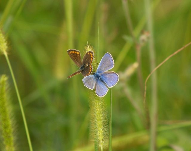 Farfalline da identificare