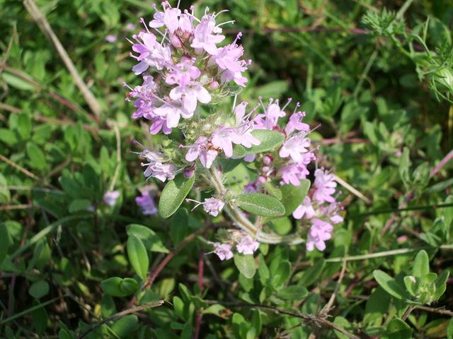 Fiorellini rosa chiaro da identificare - Thymus sp