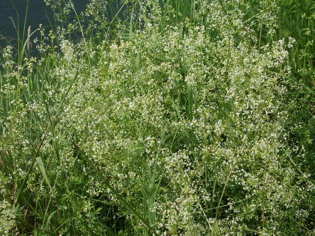 Fiorellini bianchi da determinare - Galium sp.