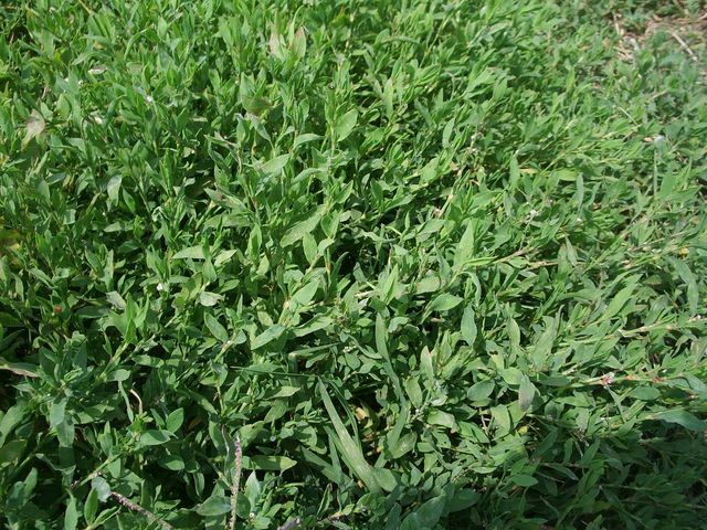 da determinare - Polygonum sp.