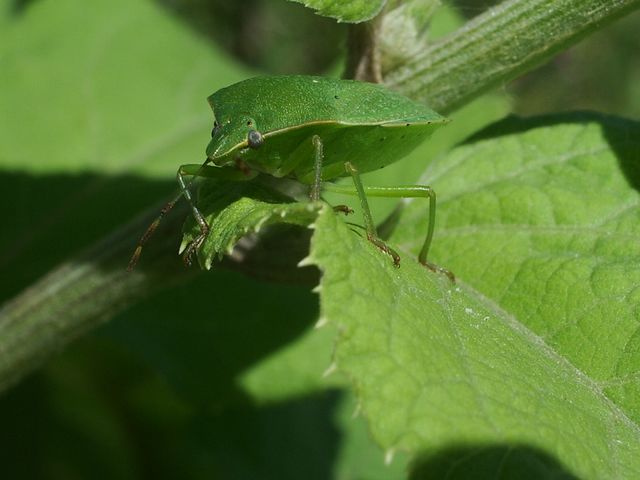 Bel cimice verde da determinare: Nezara viridula (Pentatomidae)