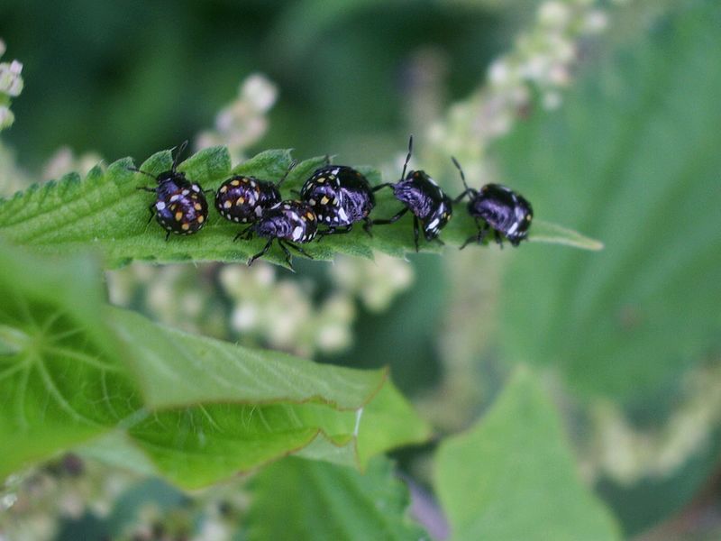 Heteroptera da identificare: giovani di Nezara