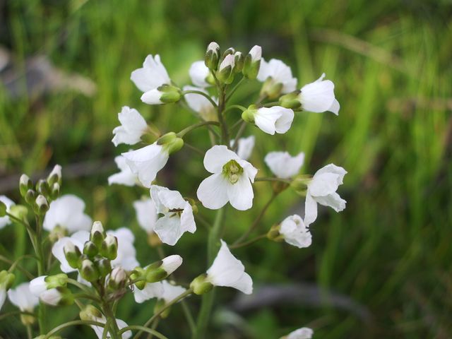Cardamine pratensis