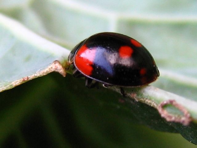 Tre coccinelle da identificare