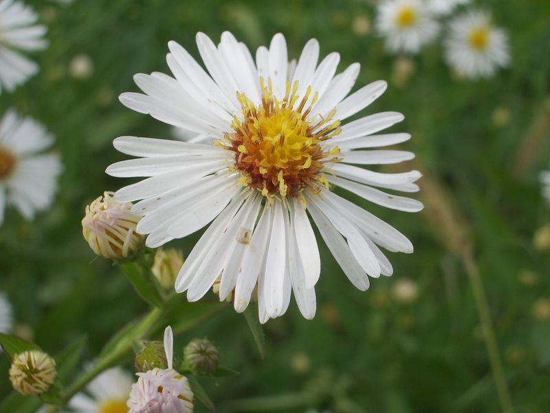 cfr. Aster novi-belgi