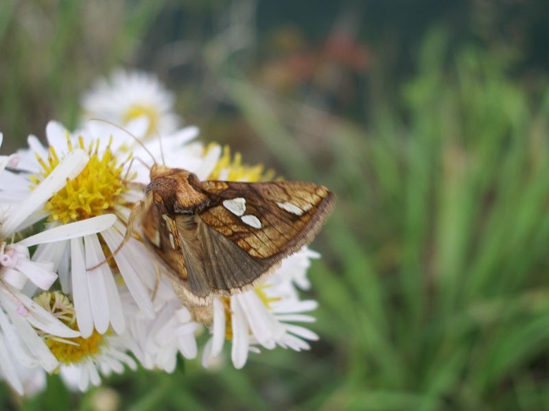 Macdunnoughia confusa e Plusia festucae (Noctuidae)