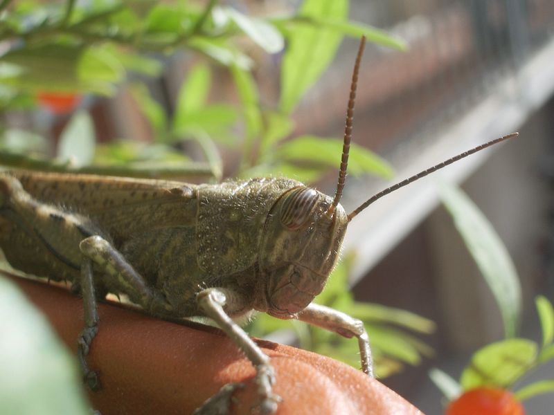 Anacridium aegyptium