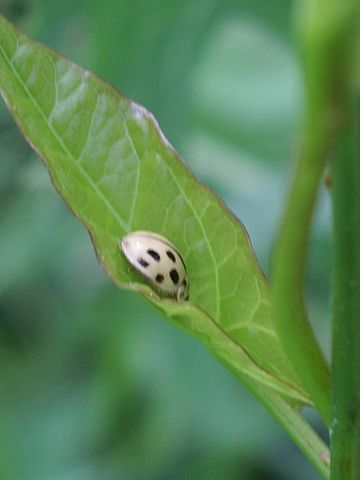 Adalia bipunctata e Propylea quatuordecimpunctata