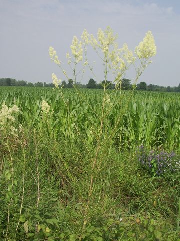 Pianta da determinare - Thalictrum sp.