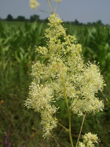 Pianta da determinare - Thalictrum sp.